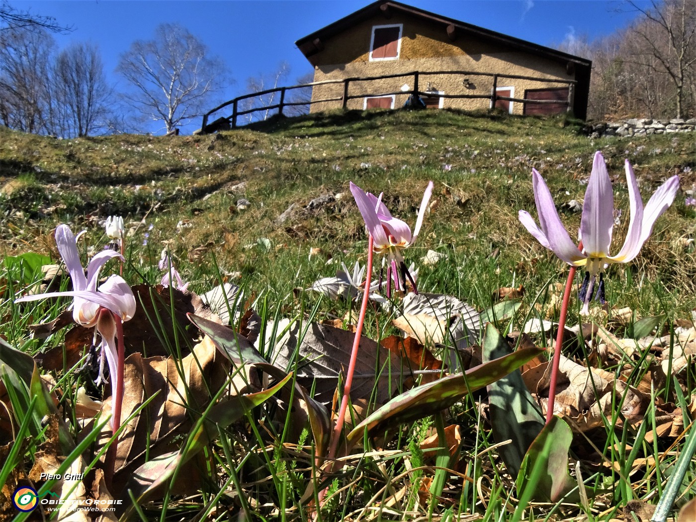 24 Dens canis (Dente di cane) alla Baita del Carlo (1300 m).JPG